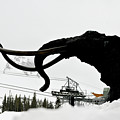 Woolly in a White Out, Mammoth Mountain, Mammoth Lakes, California