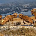 Wyoming Bighorn Brawlers Panorama Photograph by Adam Jewell