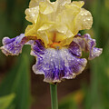 Yellow and Purple Bearded Iris by Jean Noren