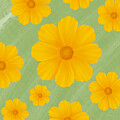 Yellow Cosmos Flowers on Green