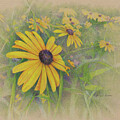 Yellow Daisy