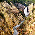 Yellowstone Lower Falls by William D Briscoe