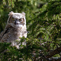 Young Great Horned Owl