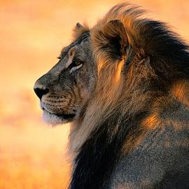 Animal Art